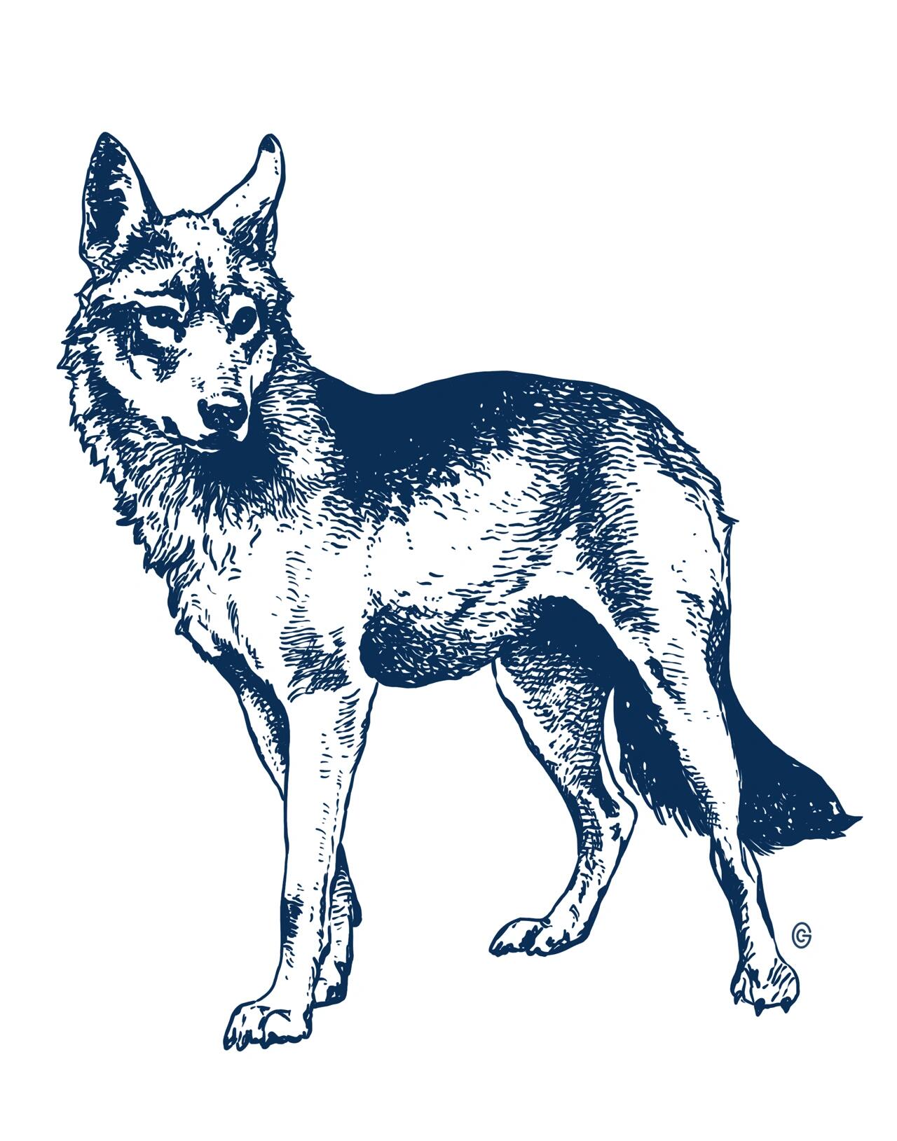 爱游戏在线登录-关于林中之狼取胜，脚下留白赛前只想胜利的信息